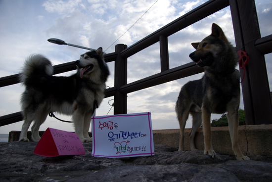 지난 30일 오후 보목부녀회와 청년회의 후원 속에 서귀포 섶섬 ‘구두미포구 프리마켓’이 진행됐다.

3회째를 맞은 이번 프리마켓은 보목지역 아동들의 생동감 넘치는 난타공연과 아이들을 위한 도자기 도예체험, 초보 제주사진전 등이 함께 이벤트로 열렸다.

이날 프리마켓은 많은 판매자들이 함께 나와서 각자가 준비한 판매 상품을 흥겹게 웃으면서 착한 가격에 판매했으며 특히 한 판매자는 자신의 집 앞에서 키운 텃밭 야채로 반찬을 만들어 내다 파는 ‘텃밭장터’를 열어 눈길을 끌기도 했다.

이번 프리마켓의 수익금은 행정기관의 지원 없이 홀로 사비와 후원금으로만 제주의 유기동물 약 100여 마리 이상을 열악한 환경에서 돌봐주고 있는 <행복한 제주 유기동물 쉼터>(행.동.터)에 전달될 예정이다.

앞서 프리마켓 2회째에는 소방관의 순직으로 슬픔에 잠기었던 서귀포 동홍 119 소방센터 직원 및 서귀포 지역 소방센터 대원들이 대기 중 간식으로 컵라면 400개가 전달되었다.

한편, 프리마켓 4회째부터는 부녀회 풍물패공연 및 세계 무형문화재 유네스코 등재 노력의 일환으로 보목지역 해녀들도 함께 참여하는 흥겨운 마당이 계획되어 있다.