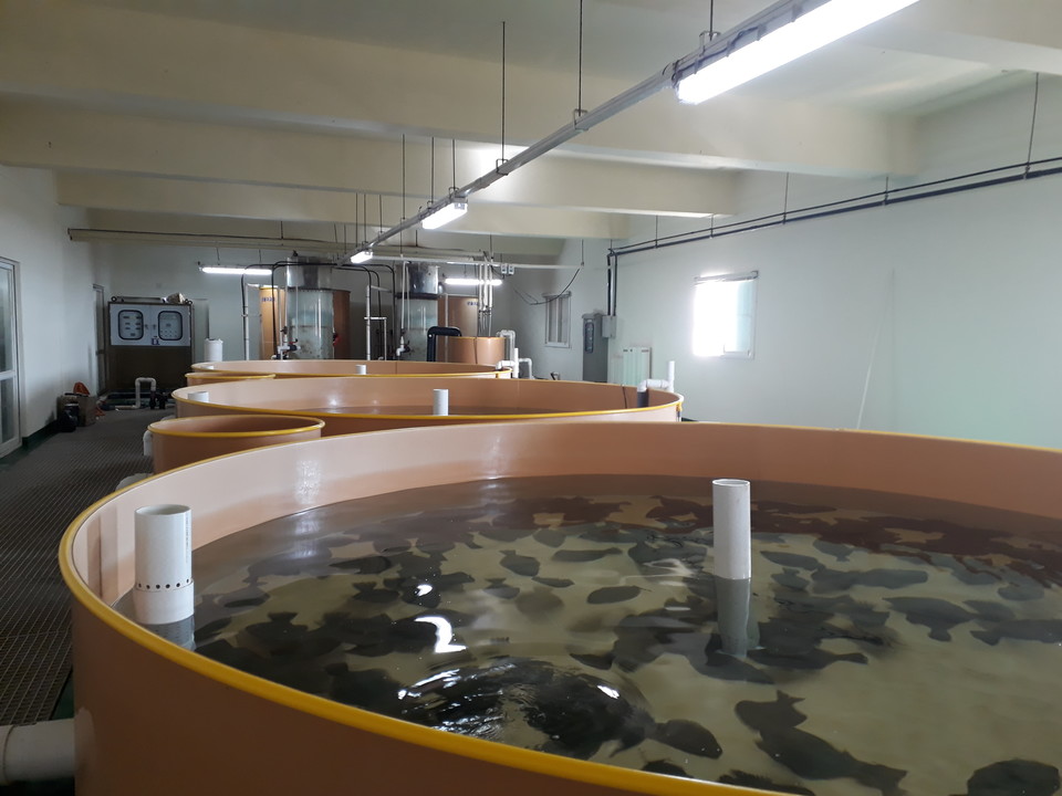 해수 순환여과식 양식시스템(RAS, Recirculating Aquculture System)으로 광어양식 실험을 하는 장면(사진=도 해양수산연구원 제공)
