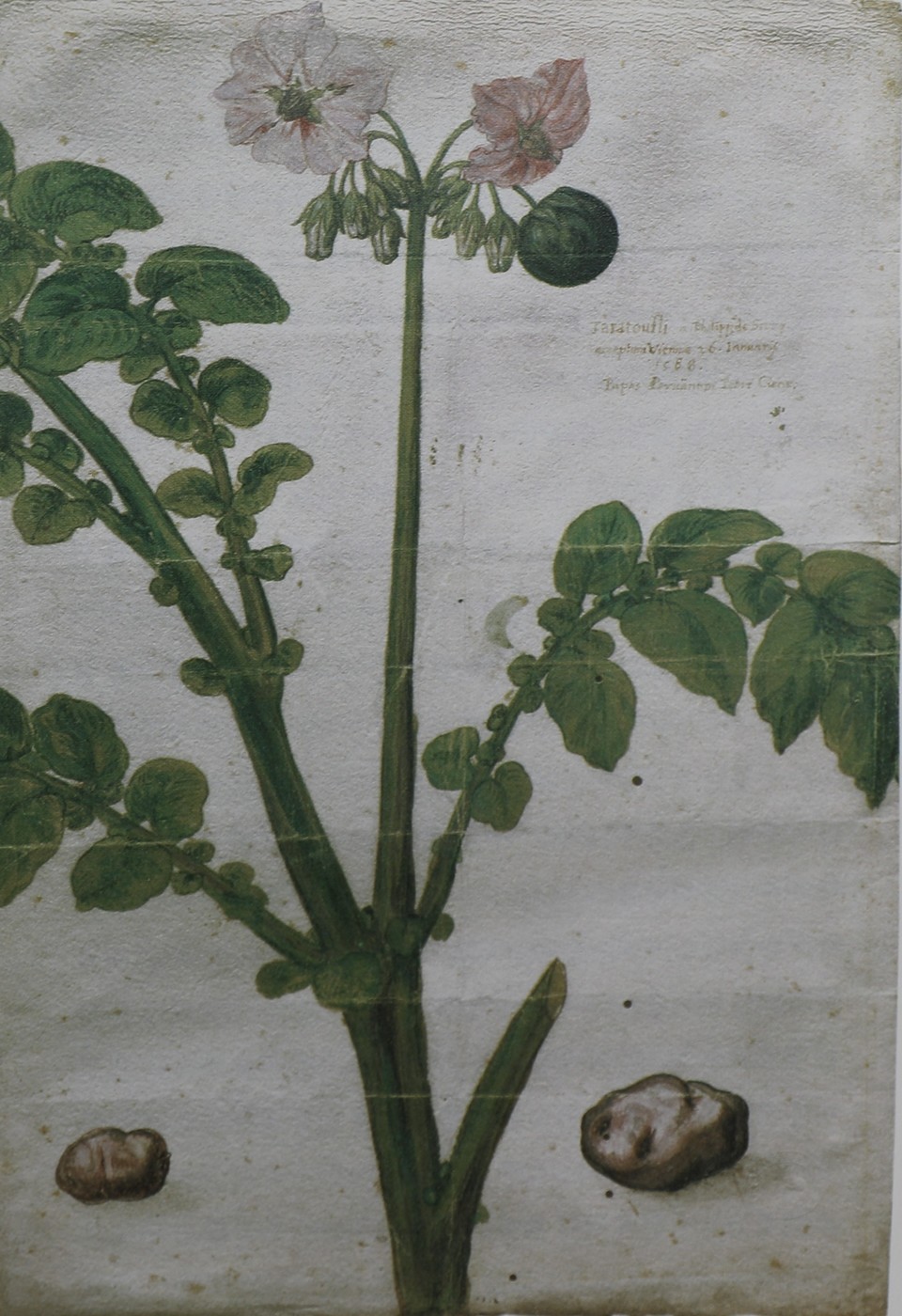 클루시우스의 『식물도감』에 실린 감자의 그림(사진='2천년 식물 탐구의 역사'에서 발췌)