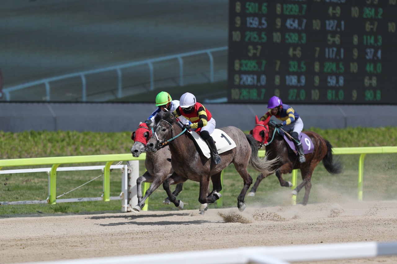 경기중(사진=한국마사회 제주지역본부 제공)