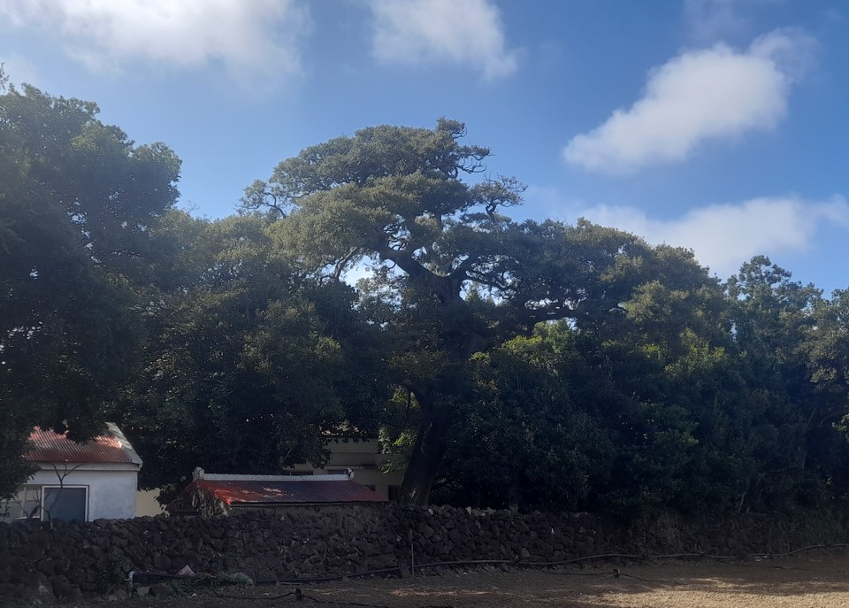 인성리 고일·오미경 씨 부부가 사는 집 안쪽에 있는 팽나무 보호수(사진=장태욱 기자)