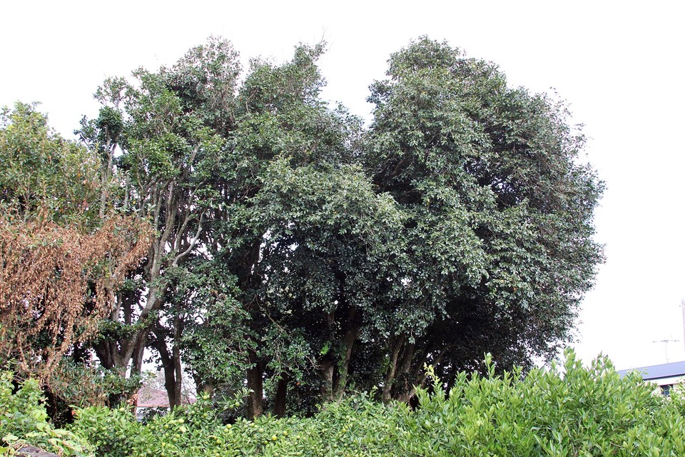 난산리 동백나무 보후수 무리(사진=장태욱 기자)