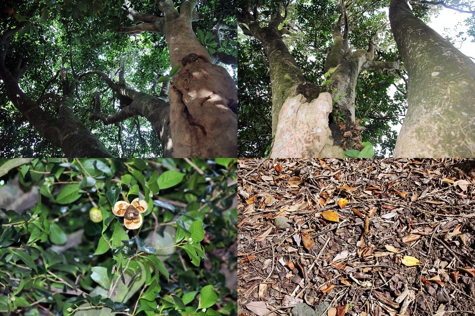 동백나무에서 씨가 떨어져 땅에 쌓였다.(사진=장태욱 기자)