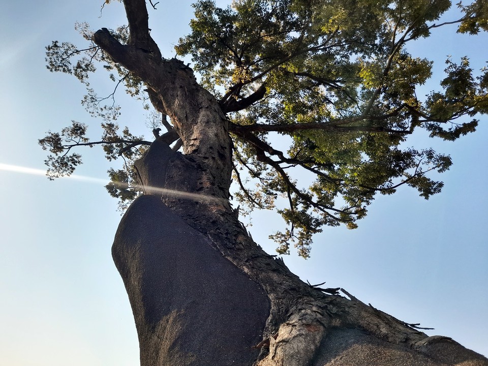돌이 많은 땅 위에 자리기 때문에 스트레스가 심했는데, 가지가 빈약하다.(사진=장태욱 기자)