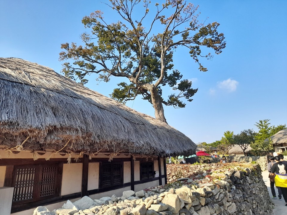 초가 너머 느티나무(사진=장태욱 기자)