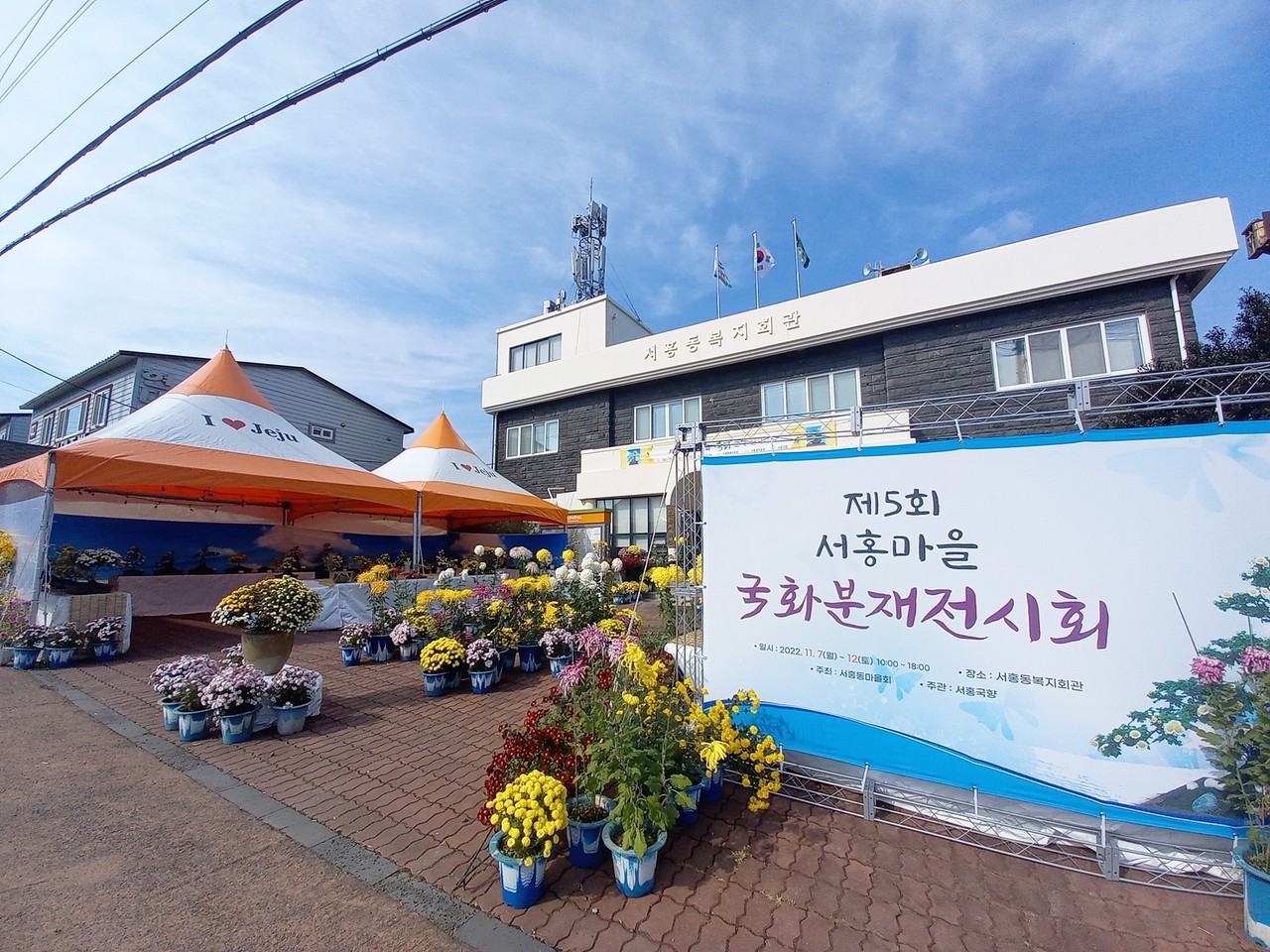 11월 7일부터 서홍동복지회관에서 국화분재 전시가 열리고 있다 (사진=설윤숙 인턴기자)