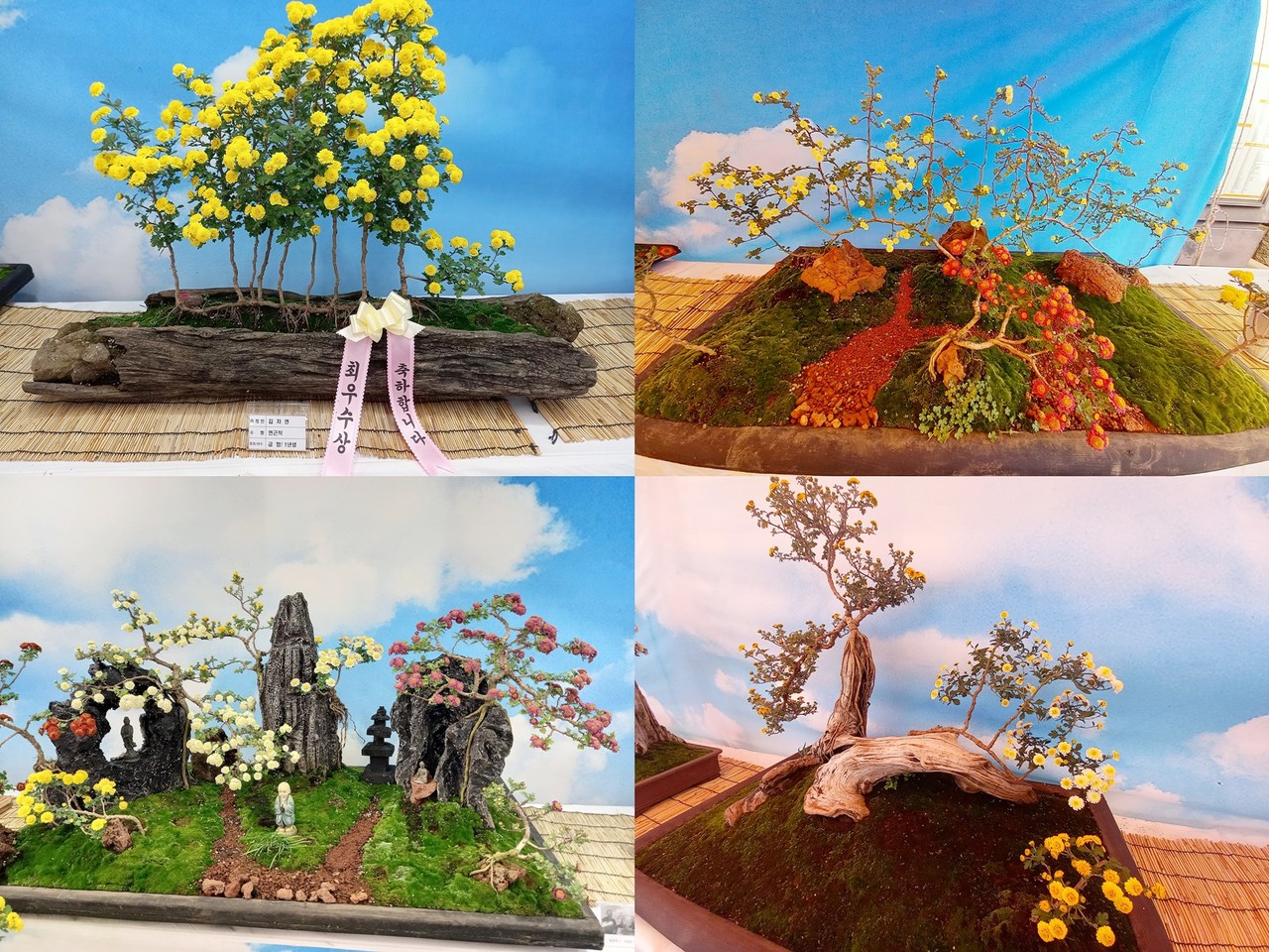 여러 종류의 국화와 다양한 수형의 국화분재 (사진=설윤숙 인턴기자)