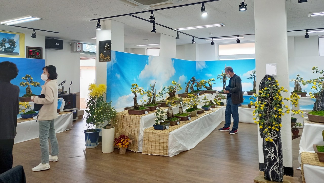 주민들이 전시장을 찾아 국화분재를 감상하고 있다 (사진=설윤숙 인턴기자)