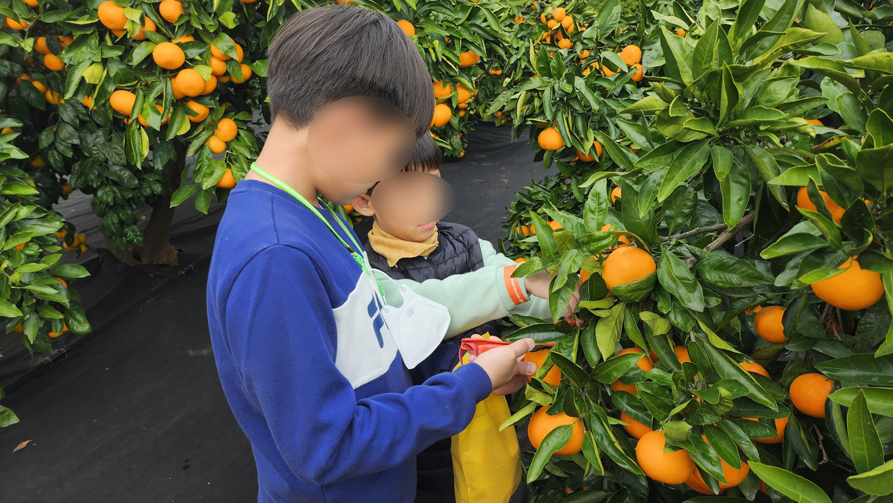 감귤 따기 체험