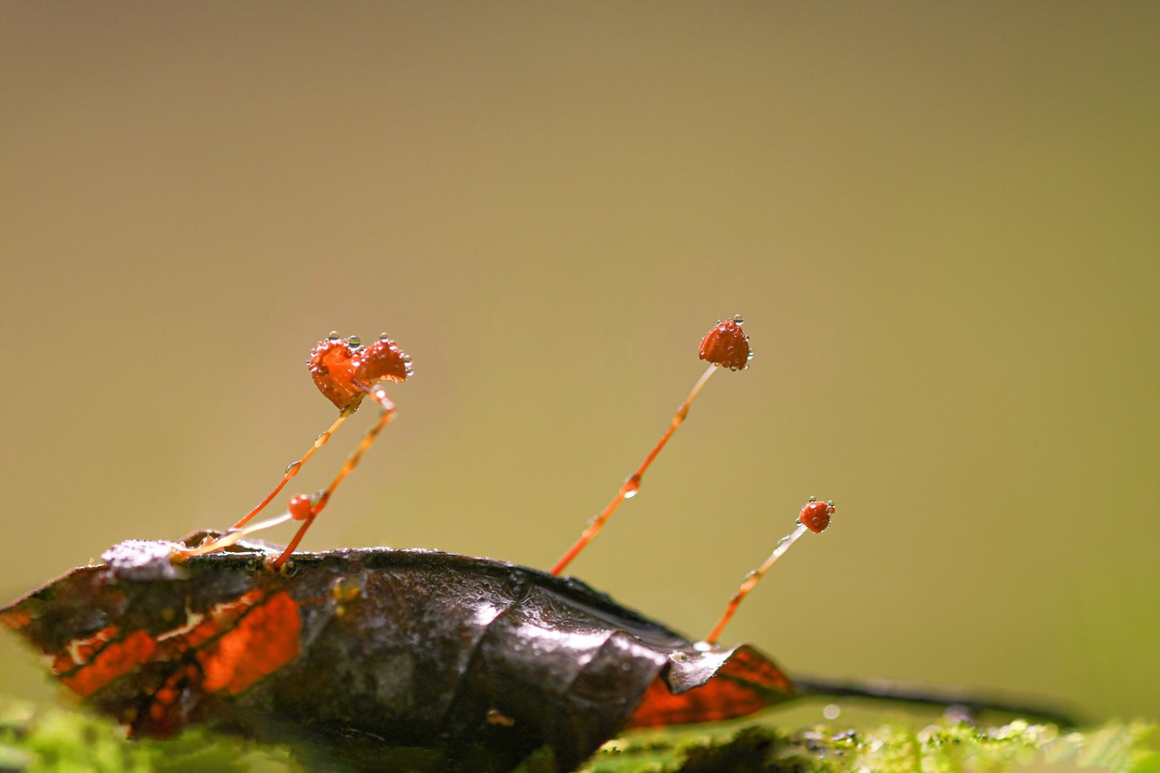 김재선 작, '낙엽버섯' (사진=사진공감 제공)