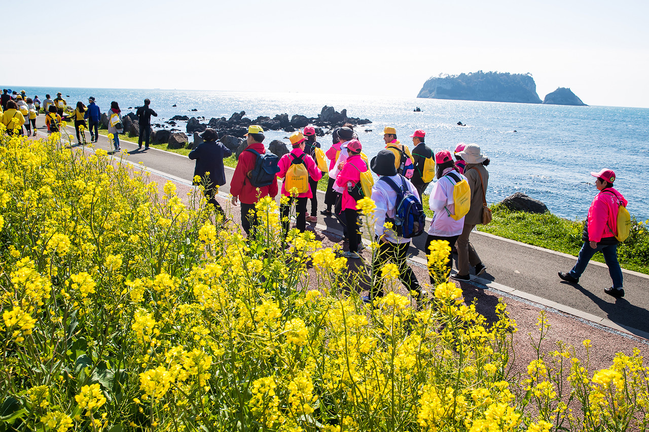 ‘제25회 서귀포 유채꽃 국제걷기대회’가 25일 개최된다.(사진=서귀포시청 제공)