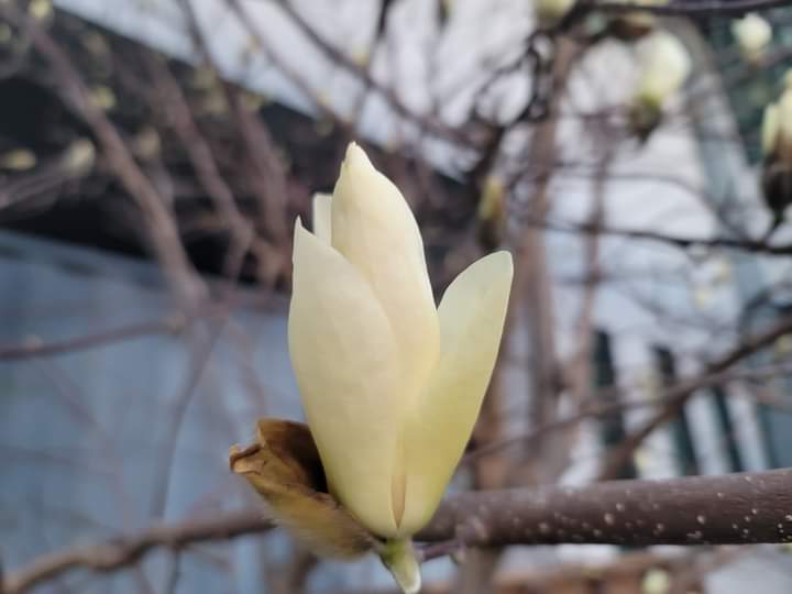 목련이 꽃트림하는 장면(사진=강하자 독자위원)