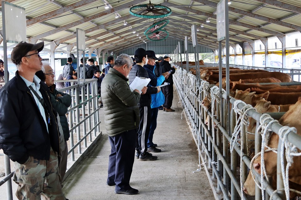 15일 서귀포시축협 가축시장에서 송아지 경매가 열렸다.(사진=장태욱 기자)