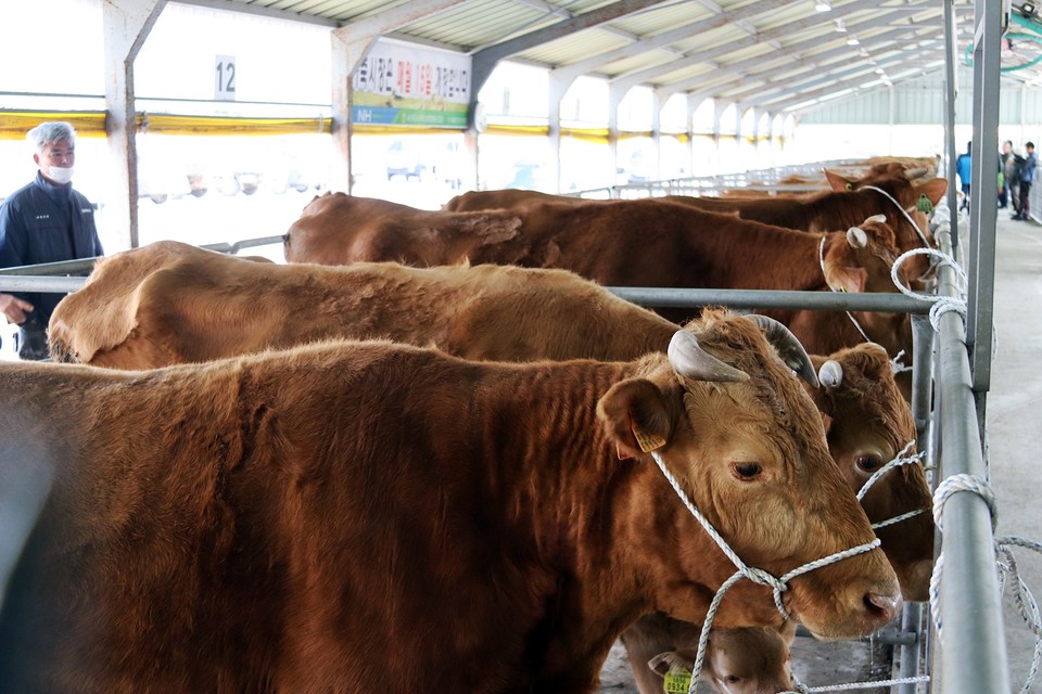 이날 시장에 상장된 한우(사진=장태욱 기자)