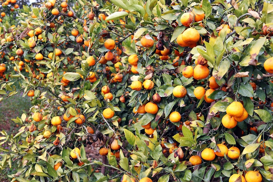 귤이 나무에서 썩고, 나무는 노랗게 마르고 있다.(사진=장태욱)