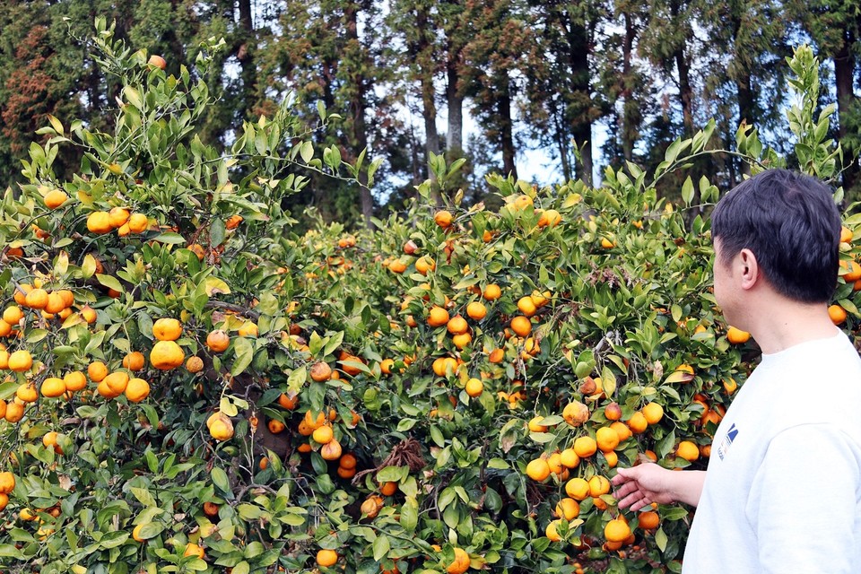 정 씨가 마르는 나무를 바라보며 억울한 심정을 표했다.(사진=장태욱)