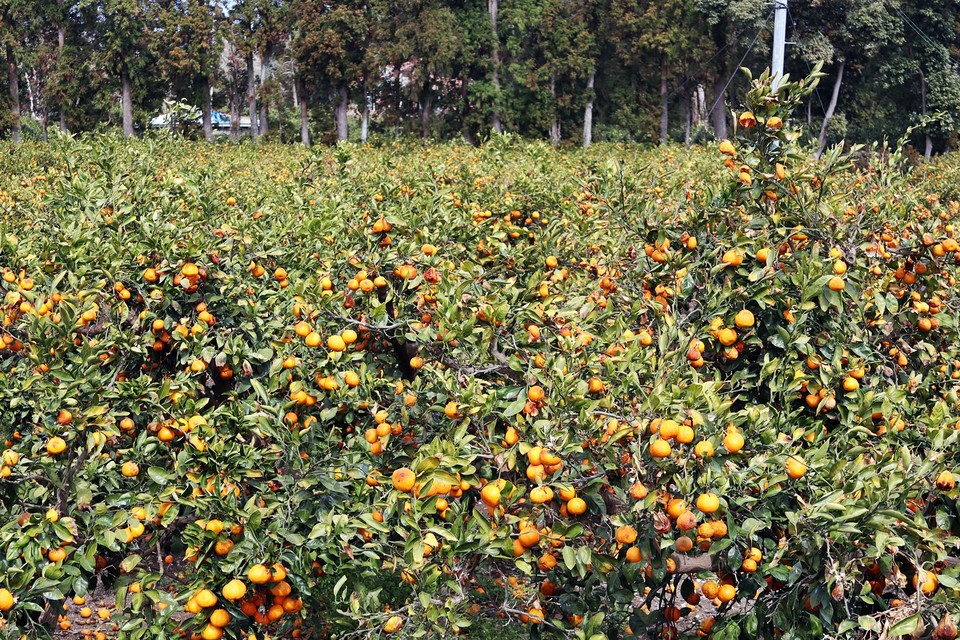 농장 가운데 수확이 끝나지 않은 부분(사진=장태욱)