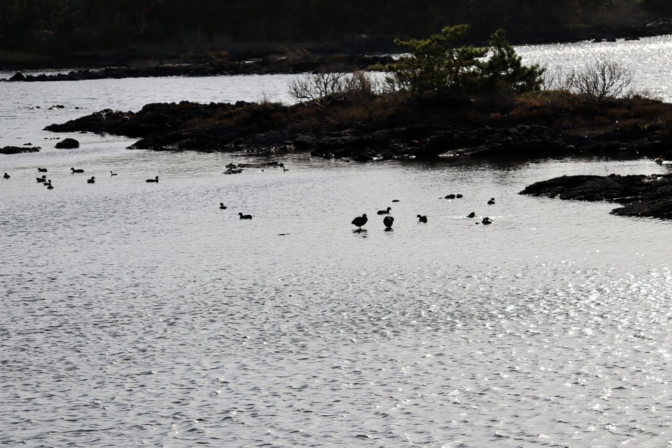 오조리는 드넓은 연안습지를 품은 마을이다. 풍부한 식생과 우수한 환경 때문에 철새들이 이곳에서 먹이를 찾고 겨울을 난다.(사진=장태욱 기자)