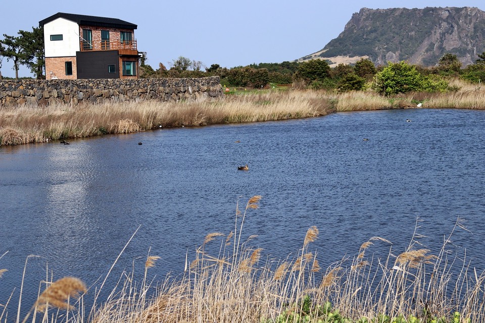 성산포성당 주변에 있는 습지에 오래류들이 찾았다.(사진=장태욱 기자)