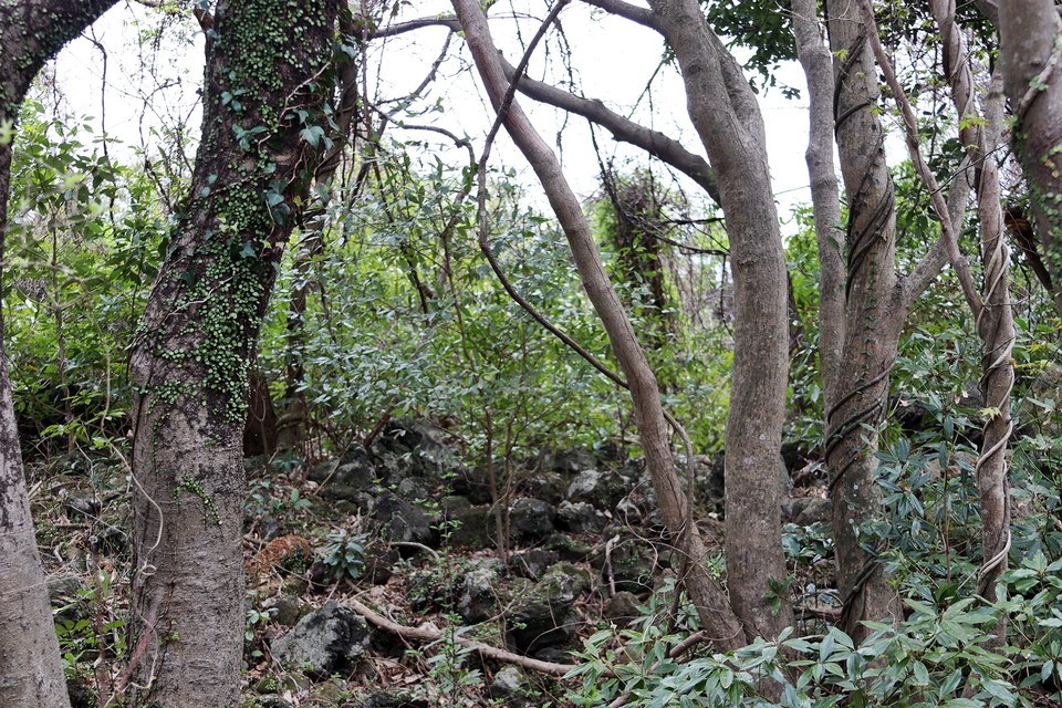 덕수곶자왈(사진=장태욱 기자)