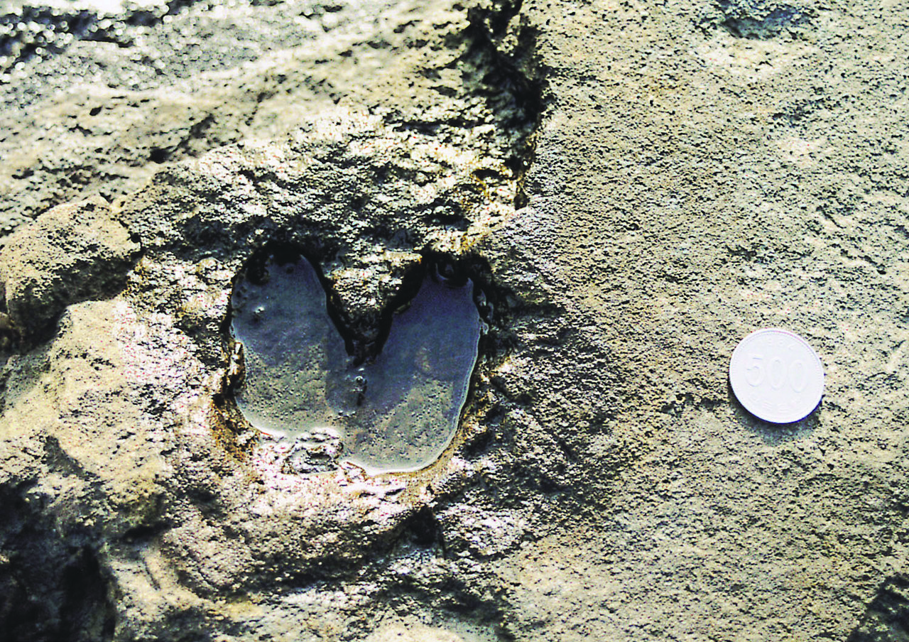 하모리층의 사슴발자국 화석