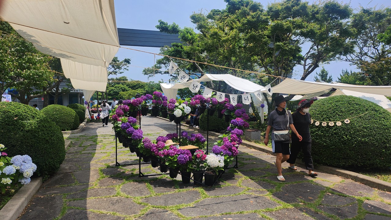 안덕면 사무소 입구를 지나면 하트 모양의 수국 포토존이 보였다.                                     강문혁 기자