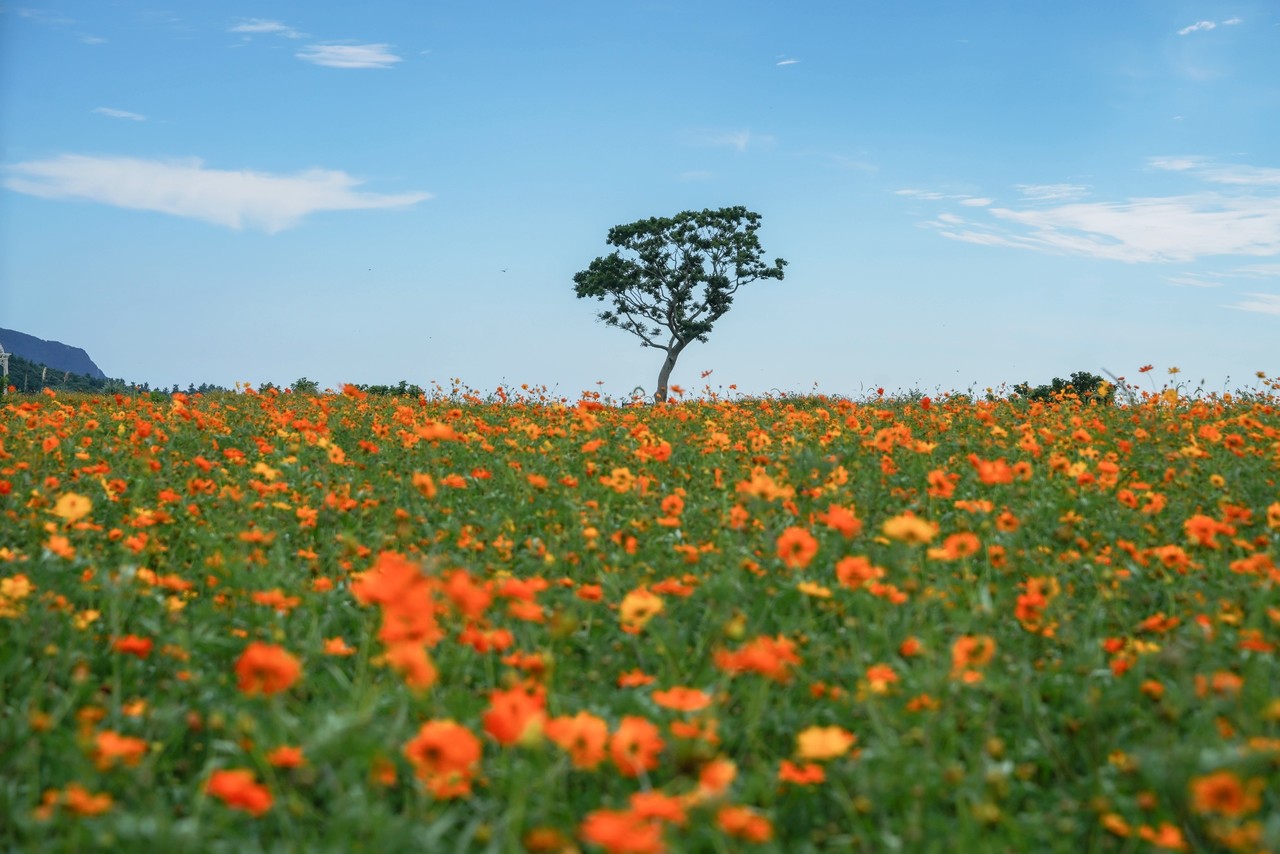 신화가든 황화코스모스