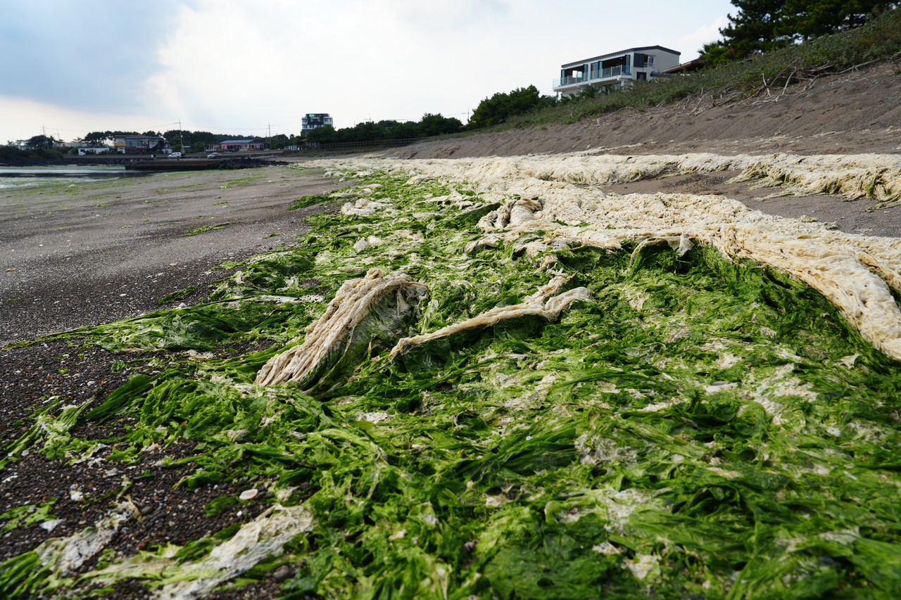 신양 해변 인근 갈파래