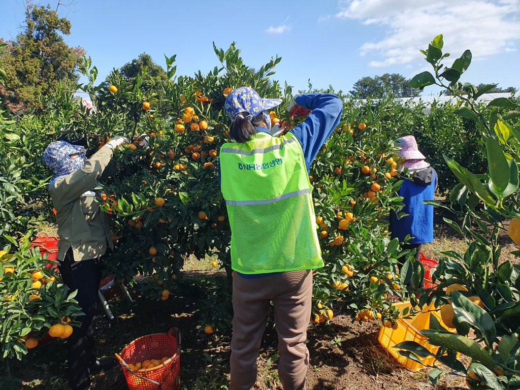 국인 공공형 계절근로 사업으로 지난달 31일 입국한 베트남인 41명(남 16명·여 25명)이 11월 2일부터 일손이 부족한 농가에 투입되고 있다. 공공형 계절근로자를 고용한 농가들은 상대적으로 저렴한 인건비와 더불어 외국인 근로자들이 성실히 일을 해줘 만족한다는 평이다.  
