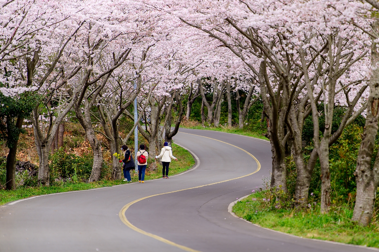 2023년 신풍리 벚꽃터널 모습.