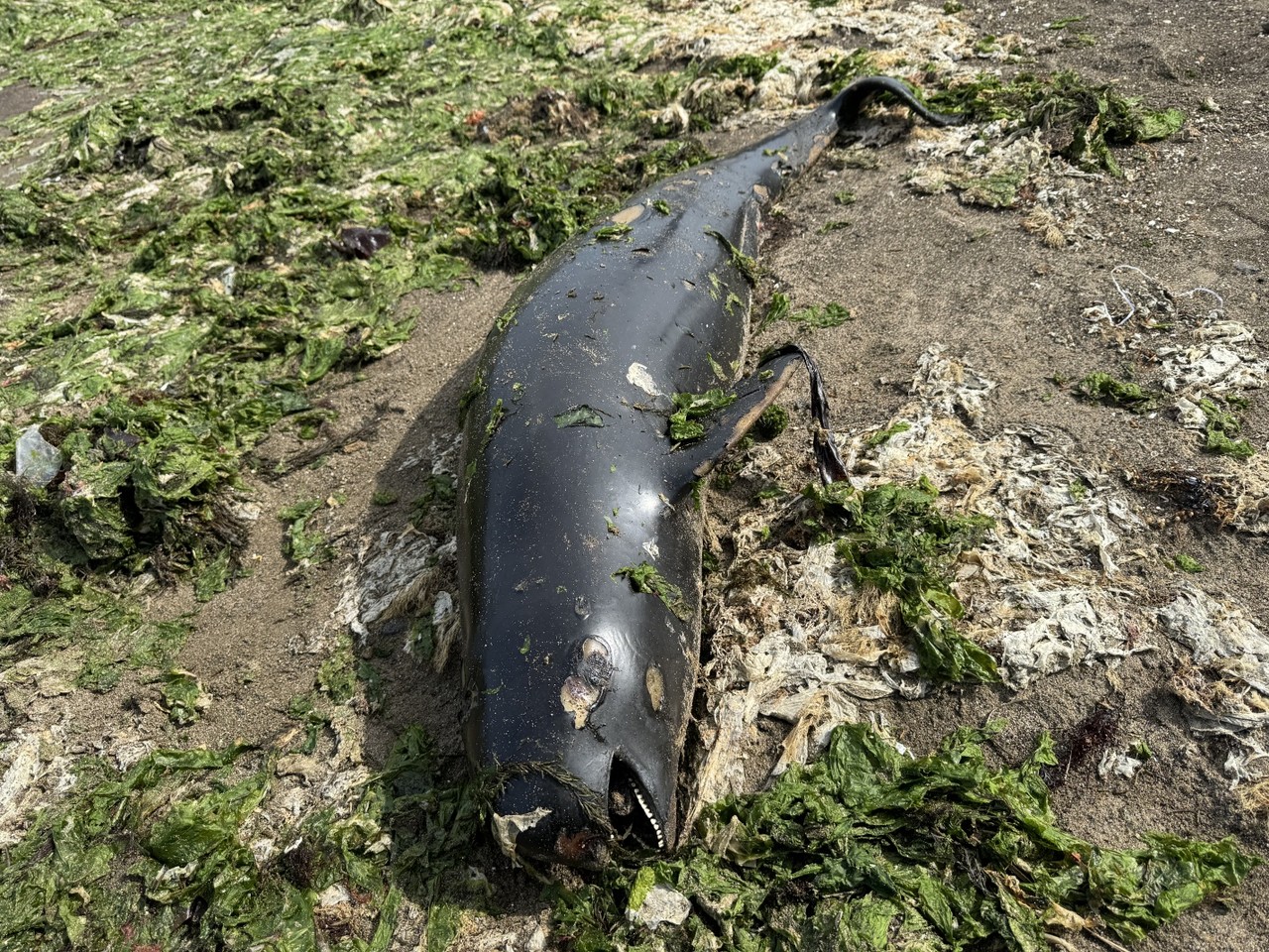 지난 5일 제주시 구좌읍 해안에서 발견된 상괭이 사체 모습.