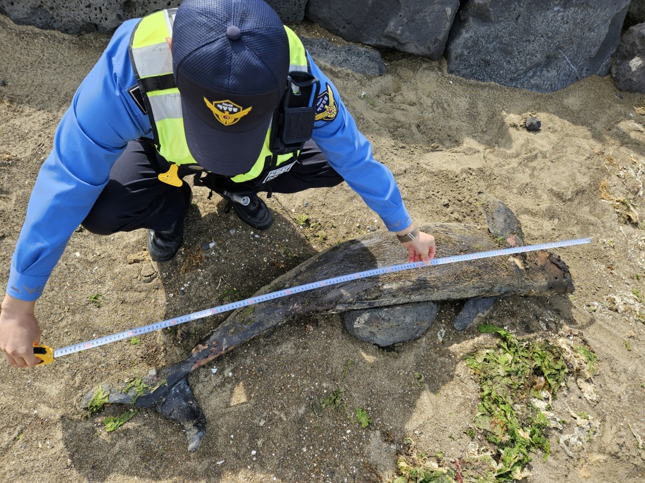 지난 5일 제주시 구좌읍 해안에서 발견된 상괭이 사체 모습.