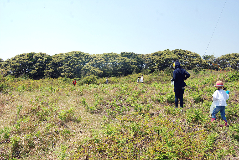 고사리 캐기 체험 모습. 사진은 기사와 관련이 없음.