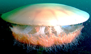 노무라입깃해파리.