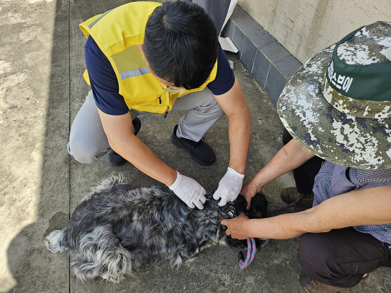 서귀포시 청정축산과  직원들이 성산읍 농가를 방문해  찾아가는 동물등록서비스를  실시하고 있다.