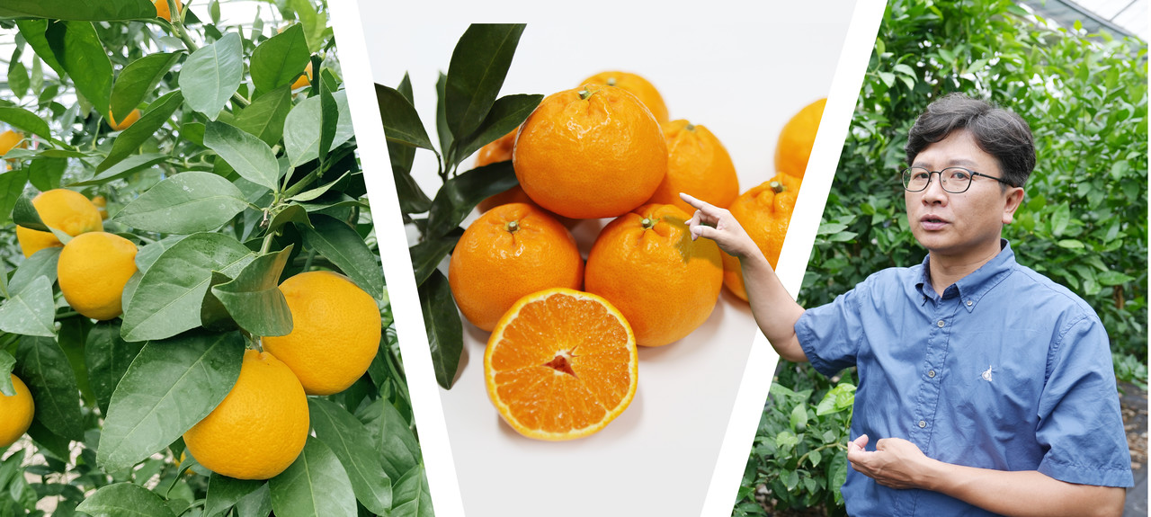 지난달 27일 가을향 연구 시설하우스에서 제주도농업기술원 양철준 지방농업연구사가 가을향에 대해 설명하고 있다. 사진 왼쪽은 가을향 수확 전 모습이고 가운데는 수확 후 모습니다. 그래픽=최정화.