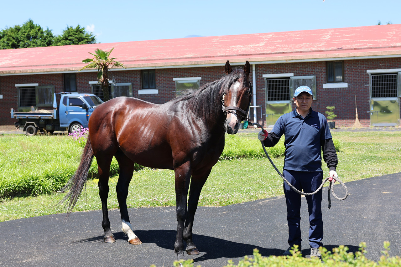 씨수말 클래식 엠파이어
