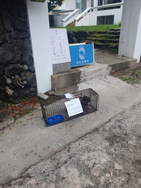 중성화 수술 후 포획장소로 방사된 길고양이 (서귀포시 제공)