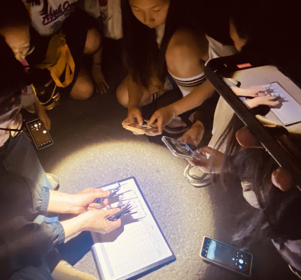 제비 생태 탐구 프로젝트 활동 