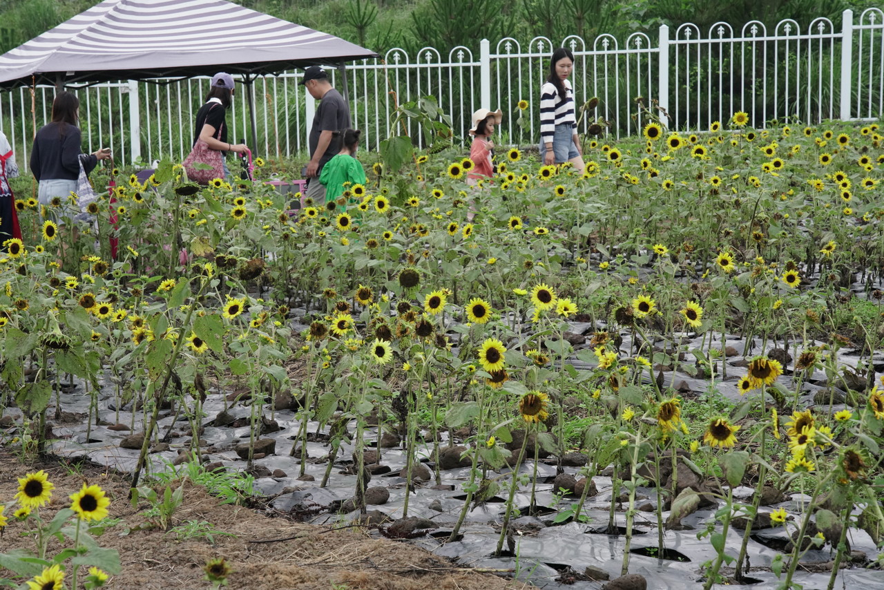 해바라기밭에서 가족단위 방문객들이 보물찾기를 하고 있다.