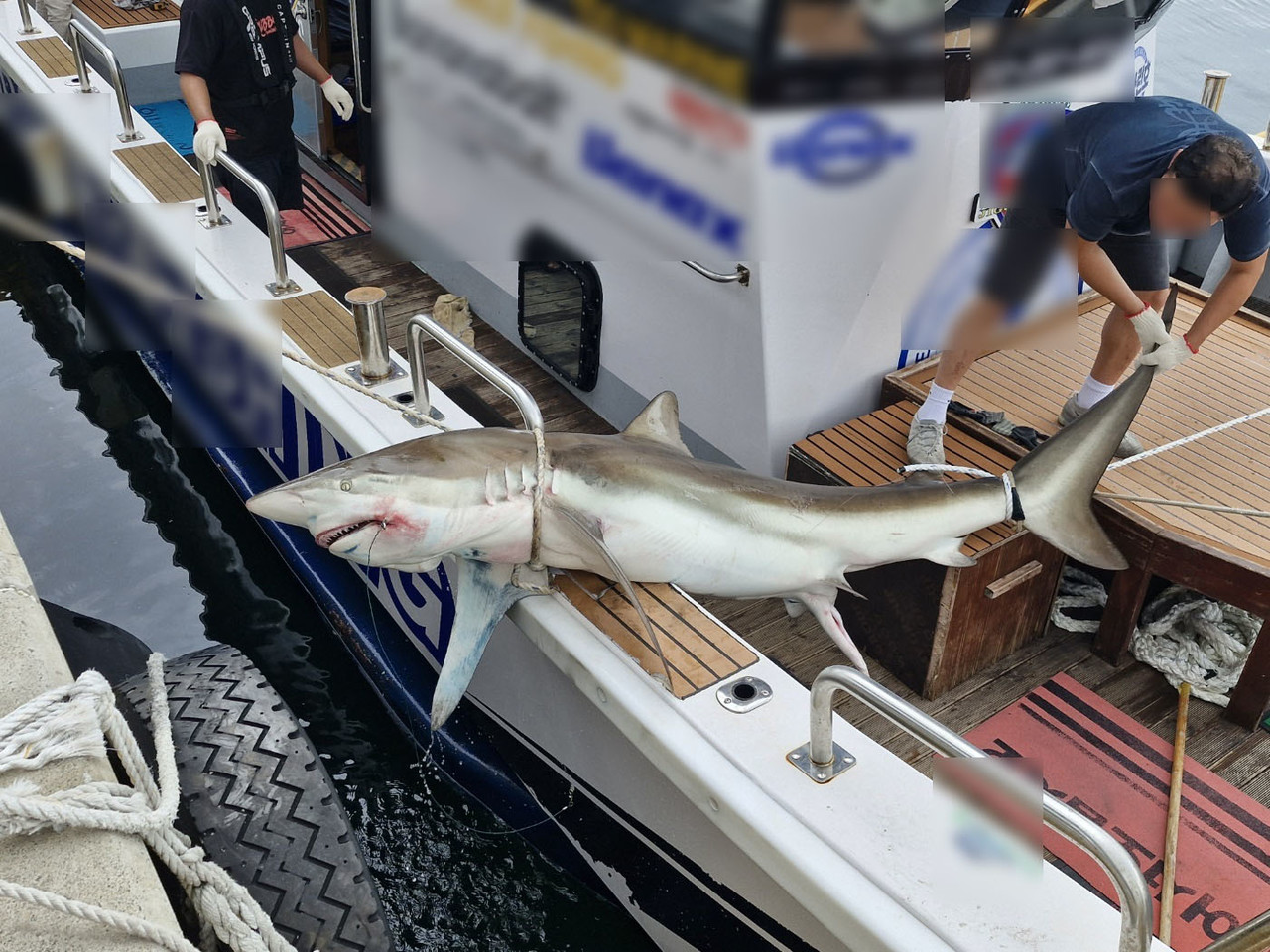 서귀포시 하효동 하효항 인근 해상에서 포획된 무태상어. 서귀포해양경찰서 제공.