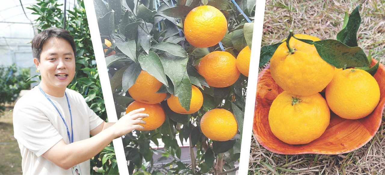 지난달 24일 달코미 연구 시설하우스에서 정승용 제주도농업기술원 지방농업연구사가 달코미에 대해 설명하고 있다. 사진 가운데는 수확전 달코미 모습, 오른쪽은 수확 후 모습. 사진=고권봉 기자, 그래픽=최정화