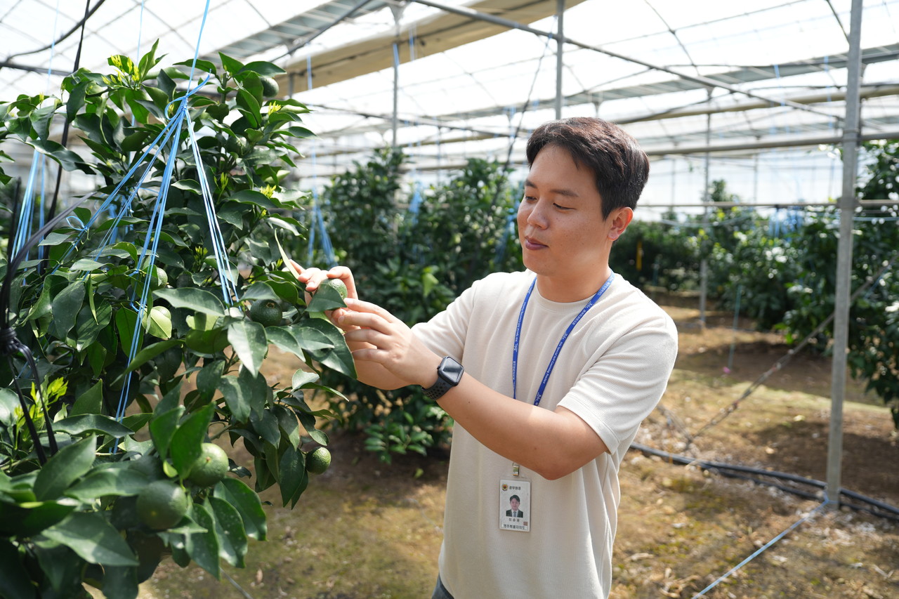 지난달 24일 달코미 연구 시설하우스에서 정승용 제주도농업기술원 지방농업연구사가 달코미에 대해 설명하고 있다.                                                                                                             사진=고권봉 기자