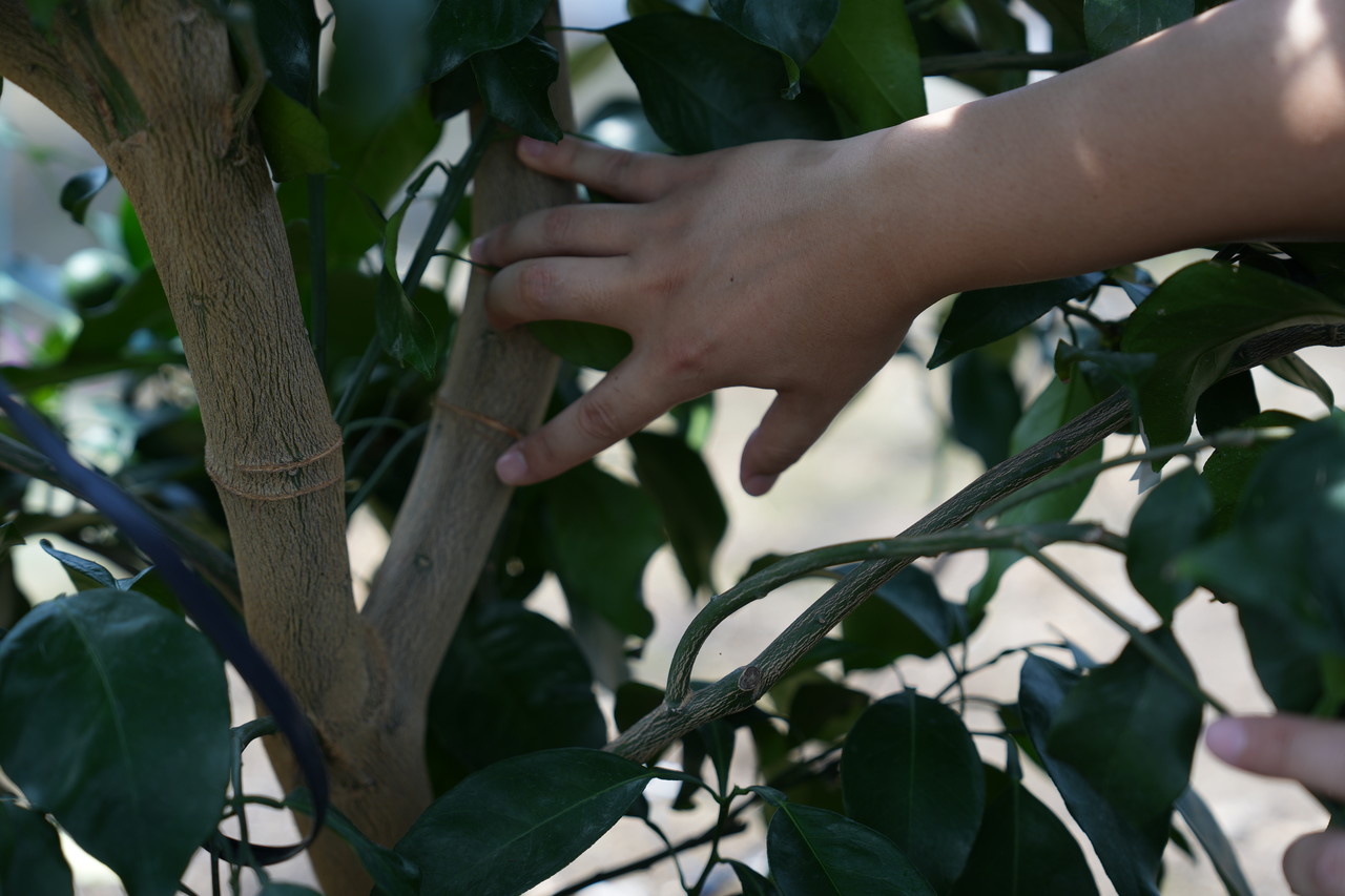 지난달 24일 달코미 연구 시설하우스에서 정승용 제주도농업기술원 지방농업연구사가 박피에 대해 설명하고 있다. 사진=고권봉 기자