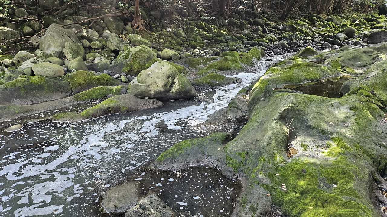28일 서귀포산업과학고 인근 상효교 밑 흐르는 영천 하천에 하얀 거품의 물이 흘러내고 있다.