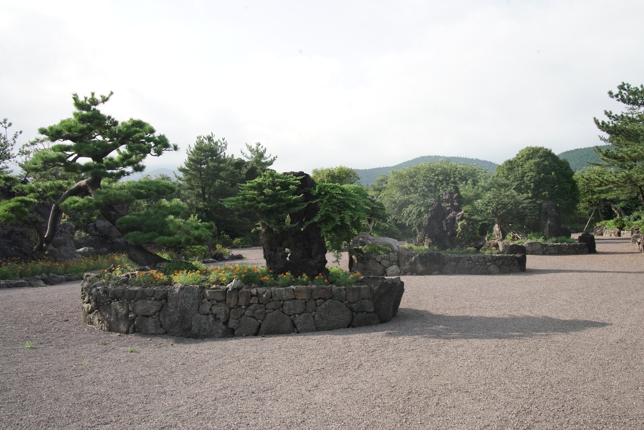 수십 년 동안 가꿔온 조록나무, 향나무, 팽나무 등 다양한 분재가 전시되고 있다.