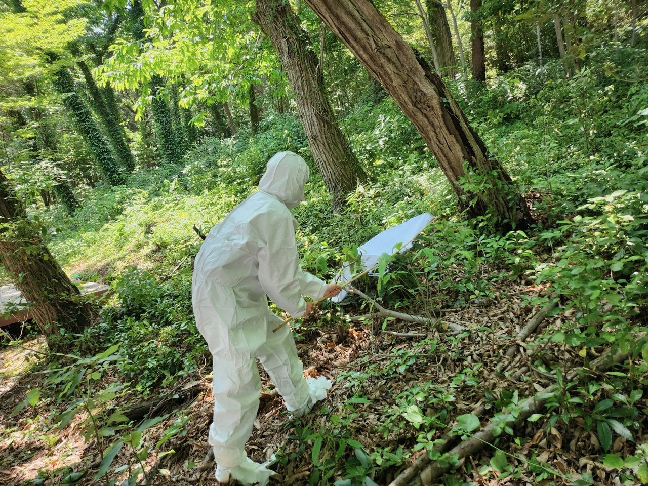 사진 - 진드기 채취 모습