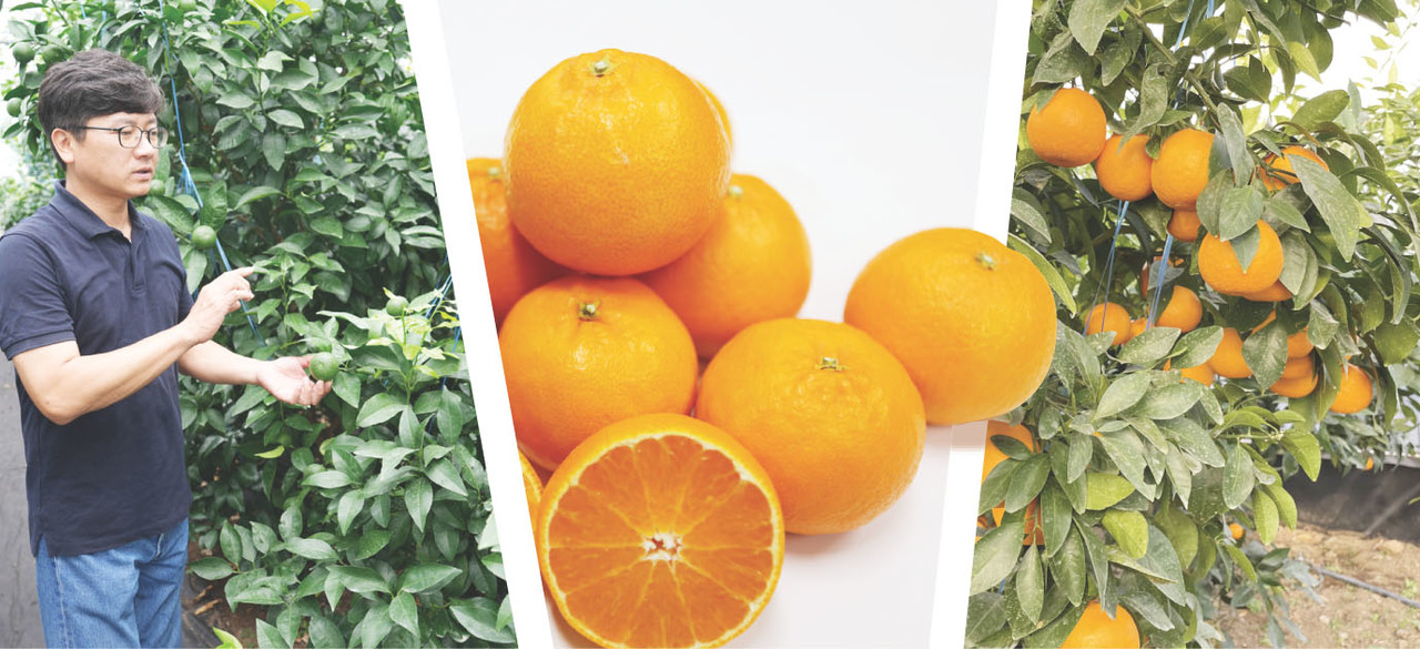 지난달 21일 우리향 연구 시설하우스에서 양철준 제주도농업기술원 지방농업연구사가 우리향에 대해 설명하고 있다. 사진 가운데는 우리향 수확 후 모습, 오른쪽은 수확 전 모습이다. 사진=고권봉 기자, 그래픽=최정화