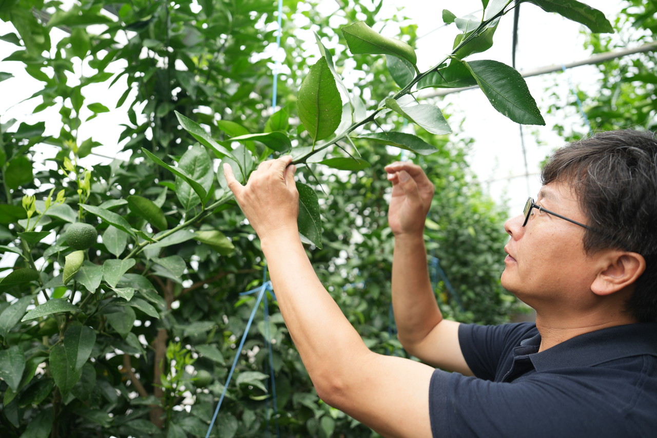 지난달 21일 우리향 연구 시설하우스에서 양철준 제주도농업기술원 지방농업연구사가 우리향에 대해 설명하고 있다.