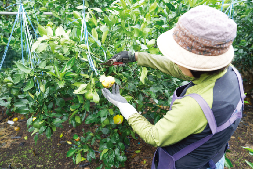 서귀포시 중문동 지역에서 레드향을 재배하는 농가가 열매가 벌어지는 현상인 ‘열과’ 피해를 입은 감귤을 솎아내고 있다. (사진=고권봉 기자)